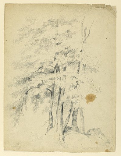 Study of Black Birches