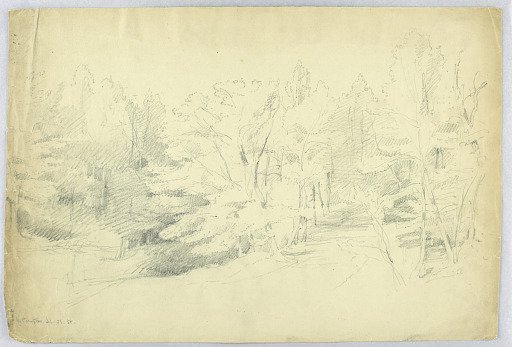 Wooded Scene - West Campton, New Hampshire
