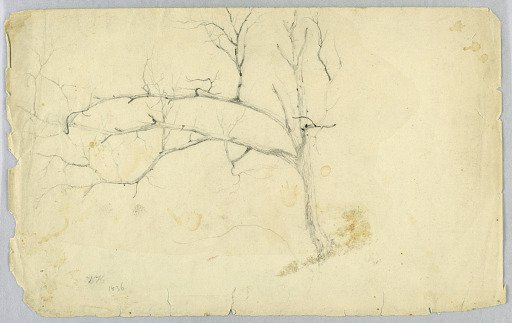 Study of a Leafless Tree