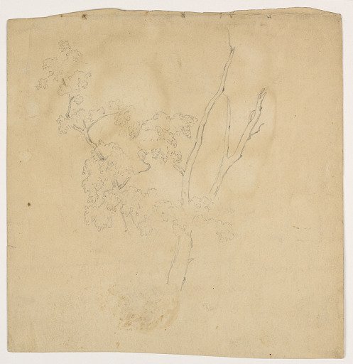 Sketch of a Tree