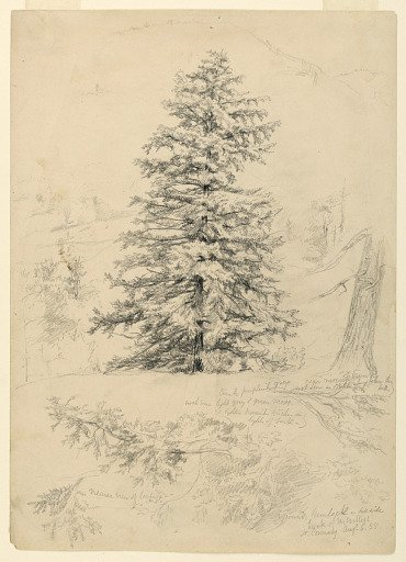 Study of a Hemlock, North Conway, New Hampshire