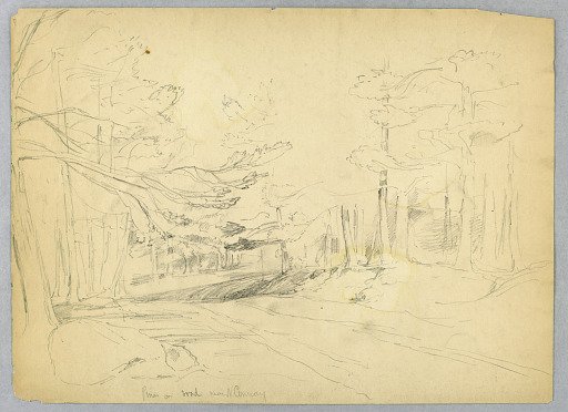 Pines on Road near North Conway, New Hampshire