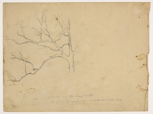 Study of a Dead Oak Tree