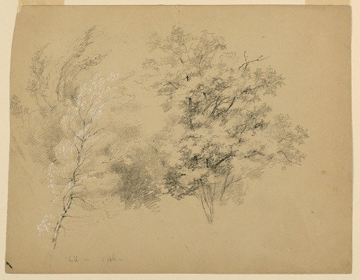 Study of Trees, Birch and Oak