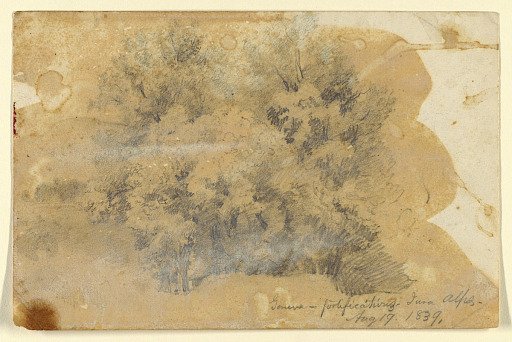 Study of Trees, Geneva