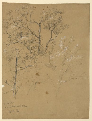 Maple Top on Road to Jackson, New Hampshire