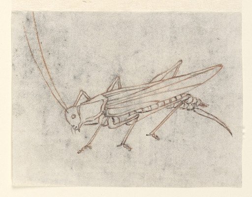 Textile Design: A Grasshopper