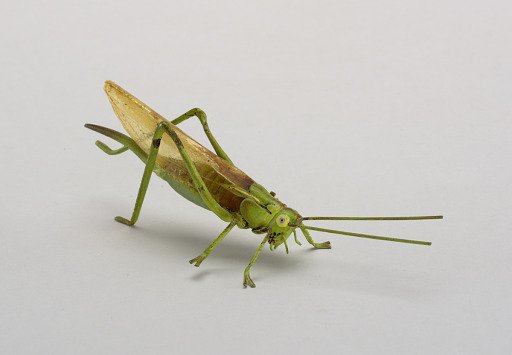 Miniature in the form of a Grasshopper