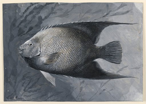 Angel Fish