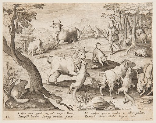 Bulls and goats attacked by foxes
