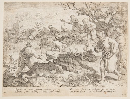 Hunting snakes