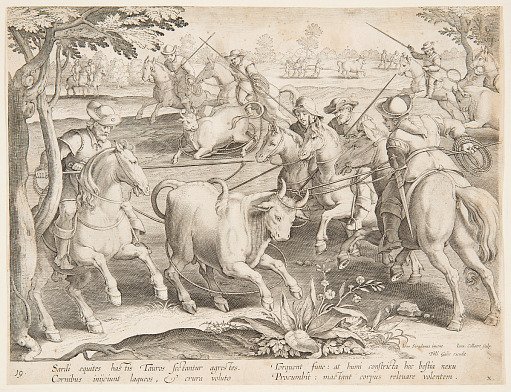 Trapping wild bulls