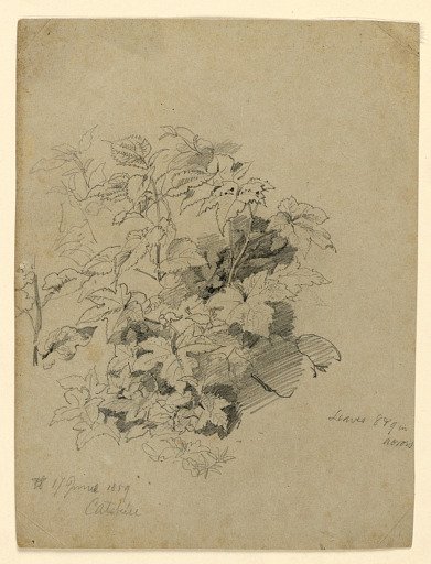 Study of foliage