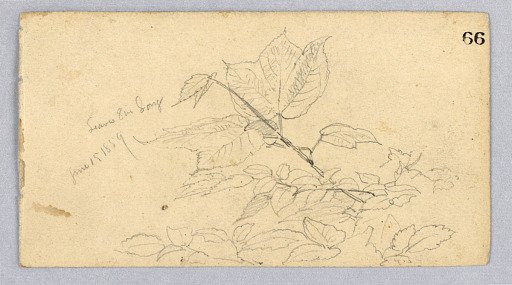 Study of foliage
