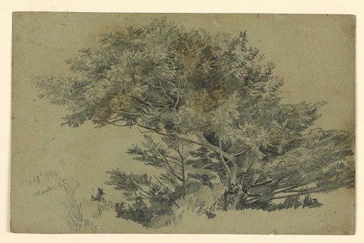 Study of foliage