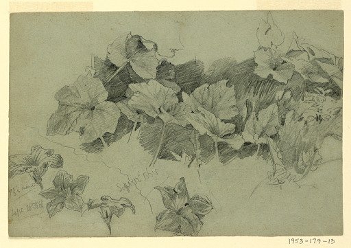 Study of foliage