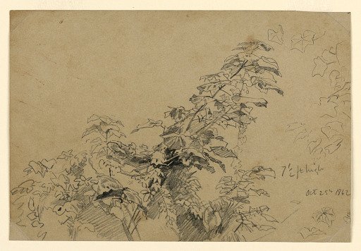 Study of foliage
