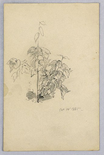 Study of foliage