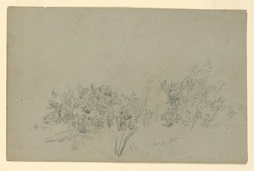 Study of foliage