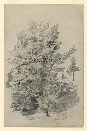 Study of foliage