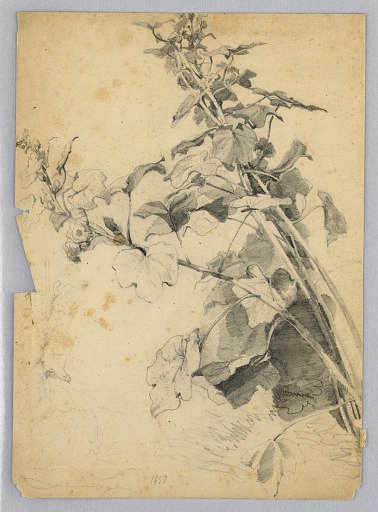 Study of foliage