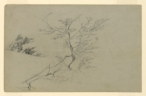 Study of foliage