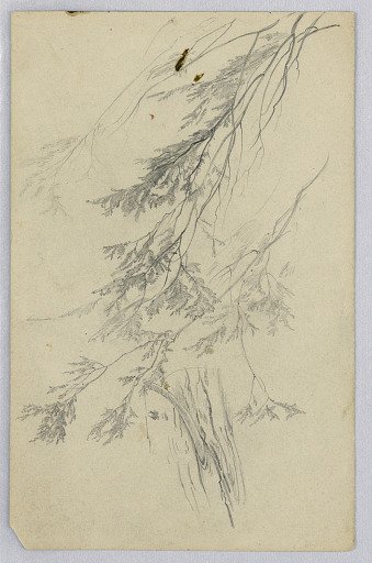Study of foliage