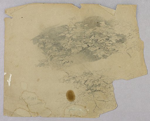 Study of foliage