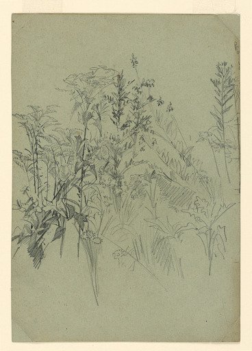 Study of foliage