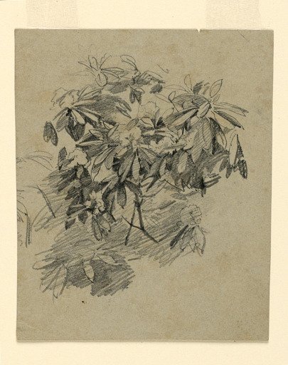 Study of foliage
