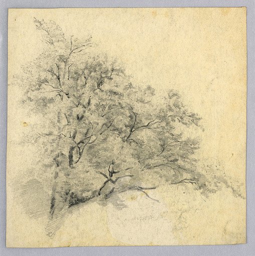 Study of foliage