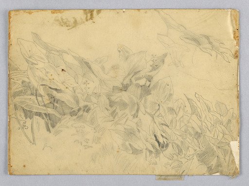 Study of foliage