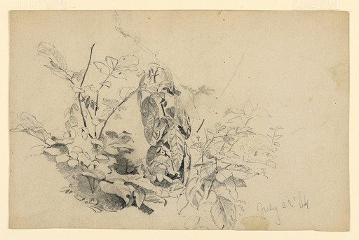 Study of foliage