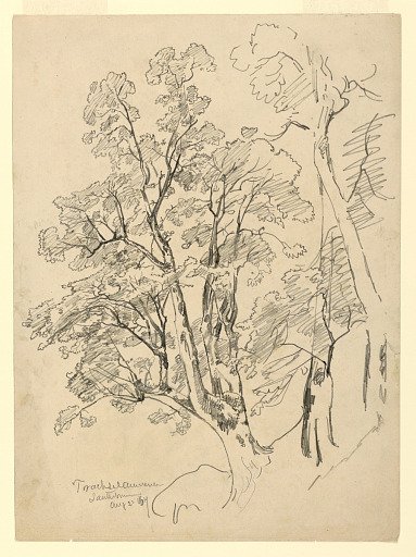 Study of foliage, Trachselwald, Bern, Switzerland