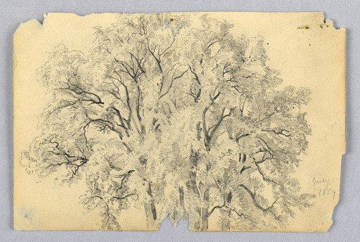 Study of elm tree