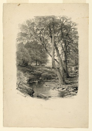 Pool in the Woods
