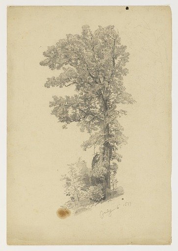 Study of foliage