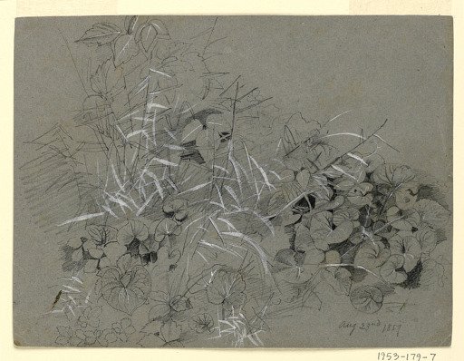 Study of violet leaves and grass