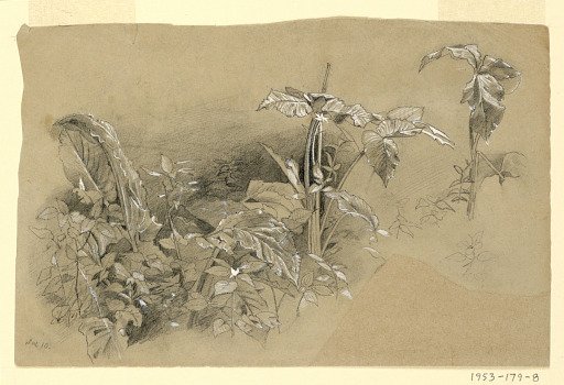 Study of foliage