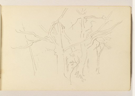 Light Outlines of Bare Trees