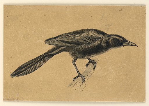 The Crackle, or Crow-Blackbird