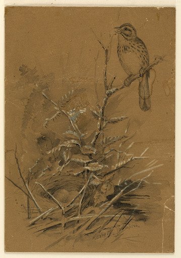Song Sparrow