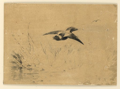 Bobolink