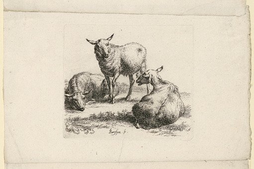 Study of Sheep