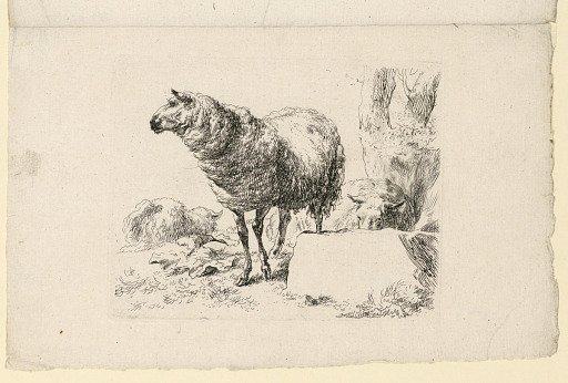 Study of Sheep