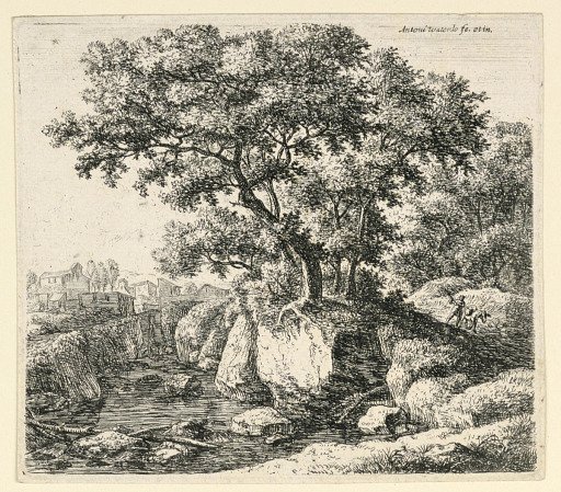 Large Trees on Rocks by a Shallow Stream