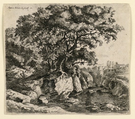 Large Trees on Rocks by a Shallow Stream