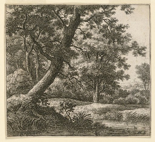 A Large Tree at the Edge of a Swamp