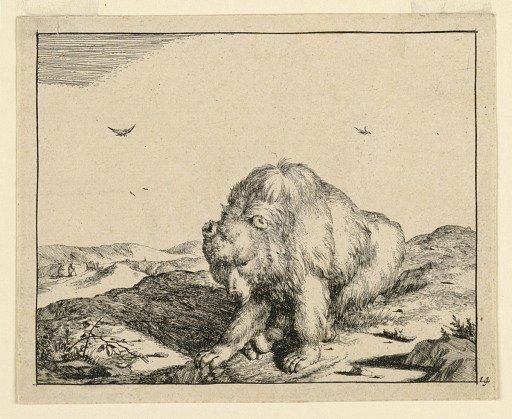 Seated Bear, from a Set of Sixteen Views of Bears