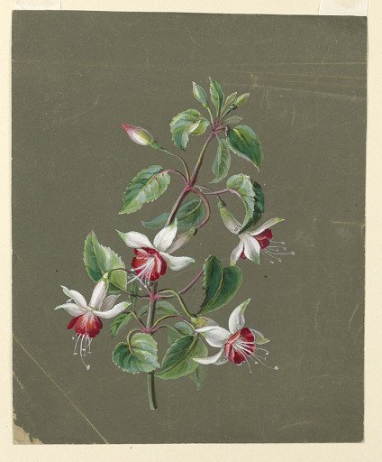 Honeysuckle